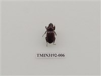 藏品(金鬼鍬形蟲)的圖片